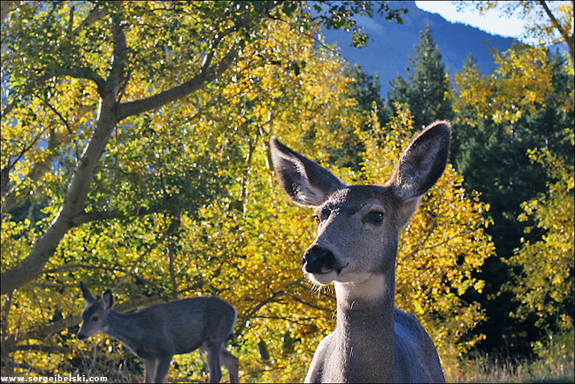 friendly encounter deer