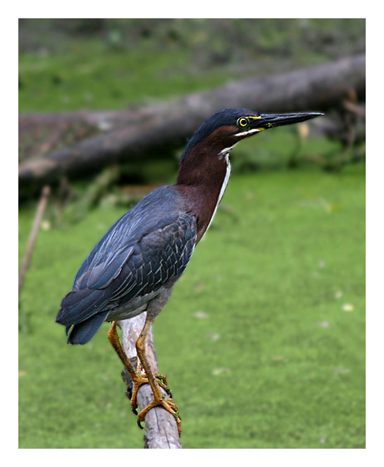 Зеленая кваква птица, цапля, зеленая кваква, Техас, green, heron, Texas