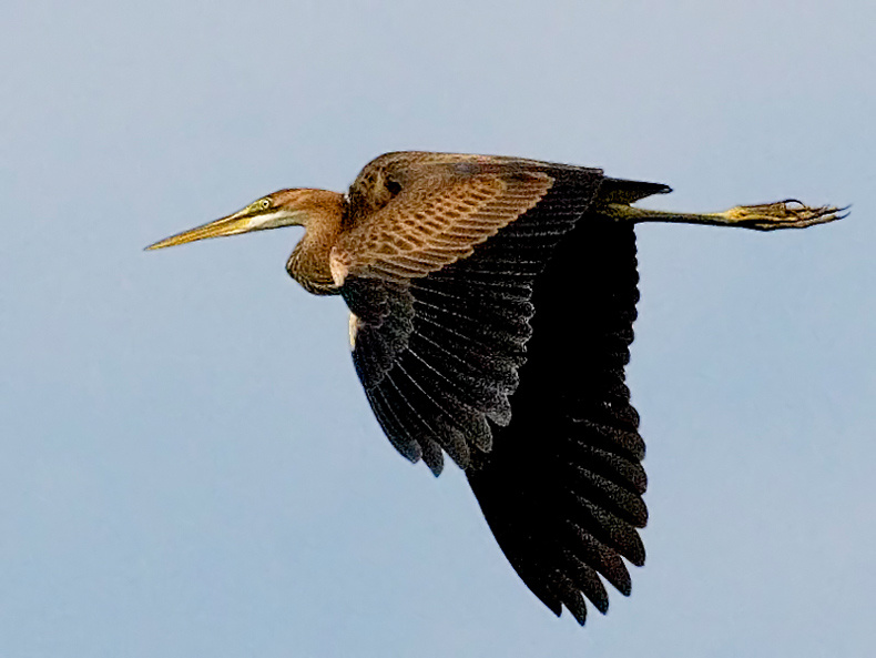 Ржавка Цапля рыжая (Ardea purpurea)