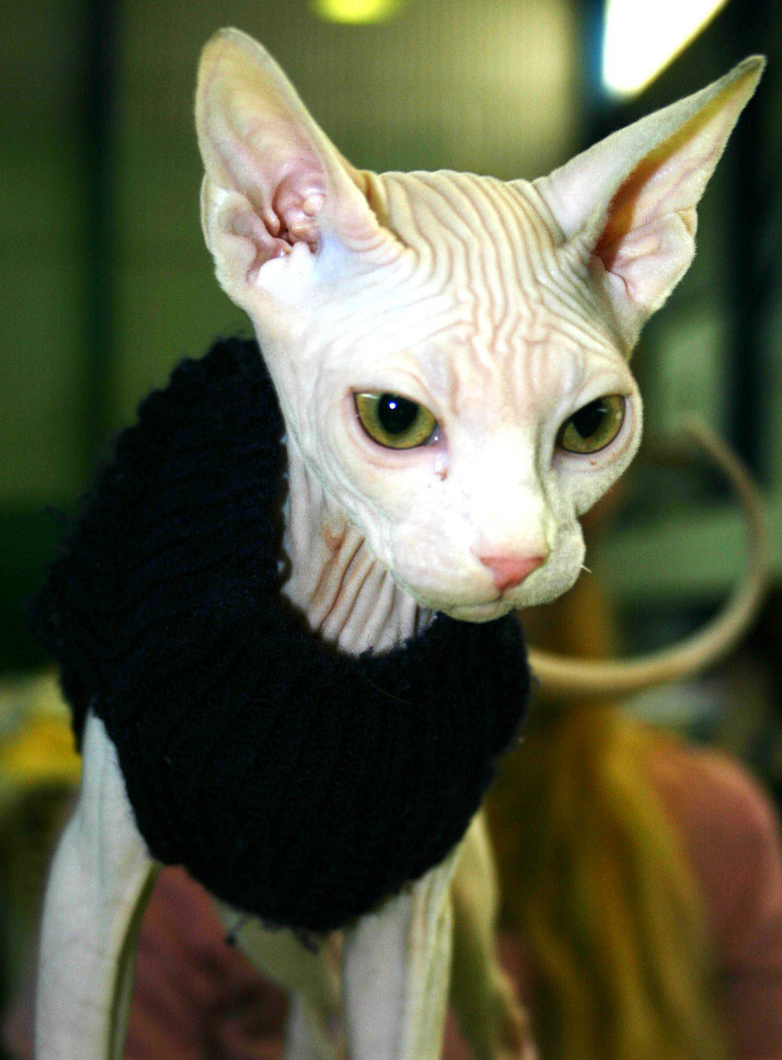 Kot (sphinx) cat, sphinx