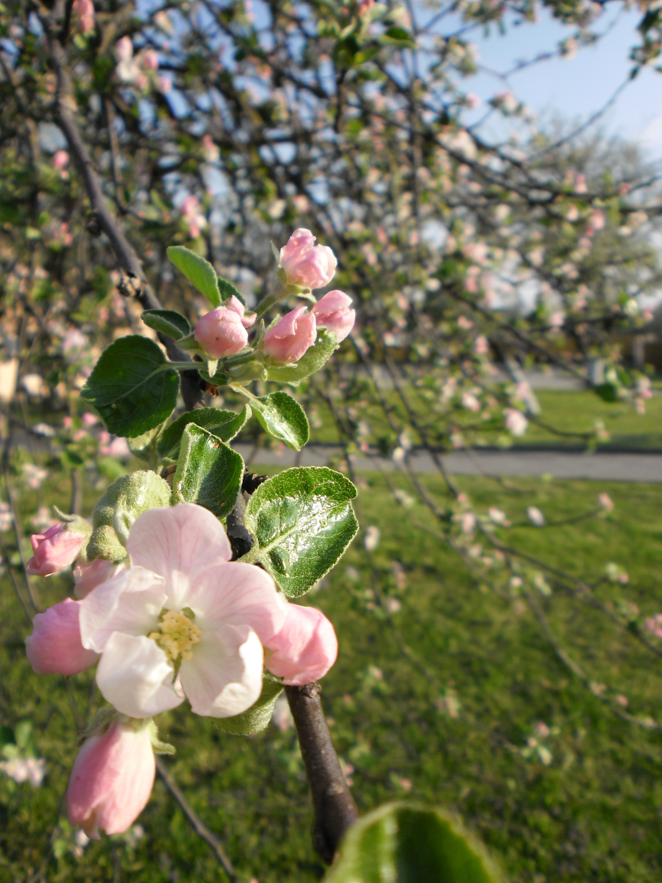 in bloom 