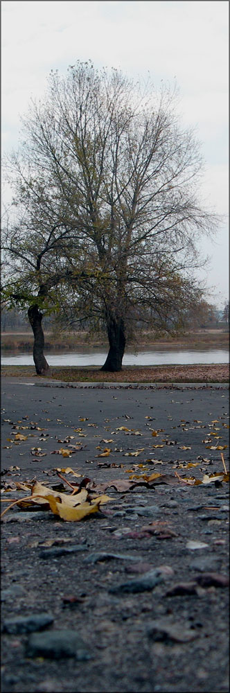 один миг осени дерево, берег реки, осень