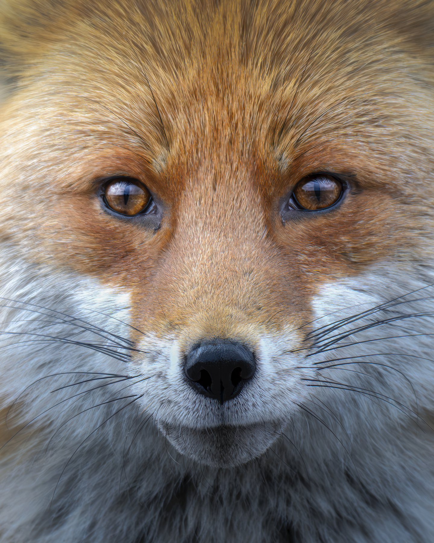 Обыкновенная лисица (Vulpes vulpes) 