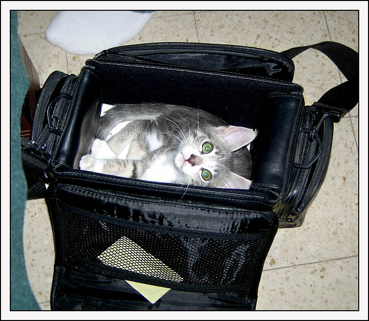 К полету готов! котенок сумка