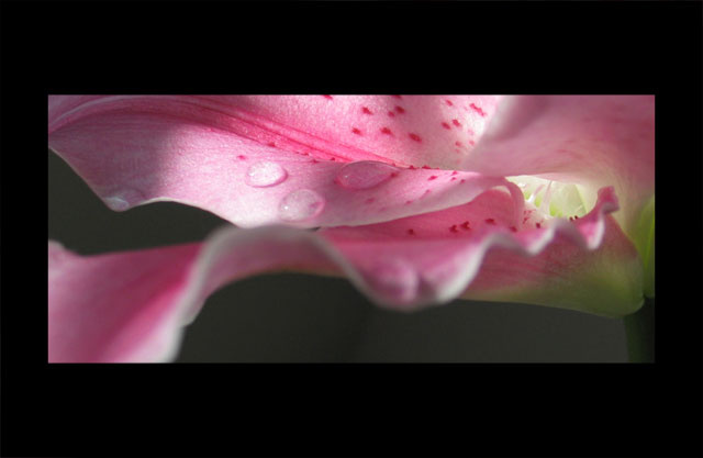 *** Lily