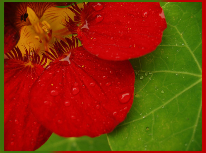 Red & Green: Indian cress 