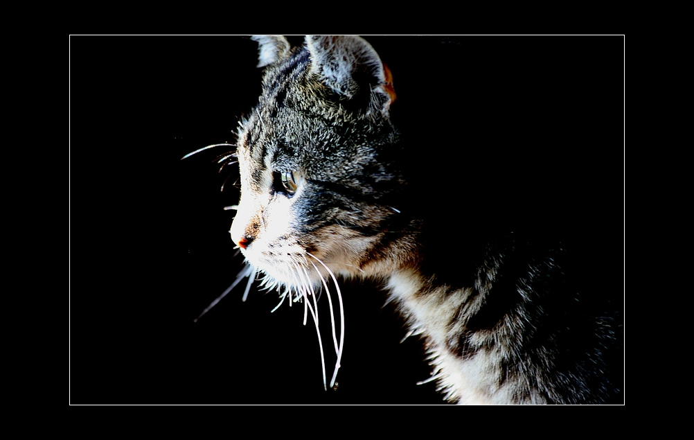 a za oknom vesna... katinskij