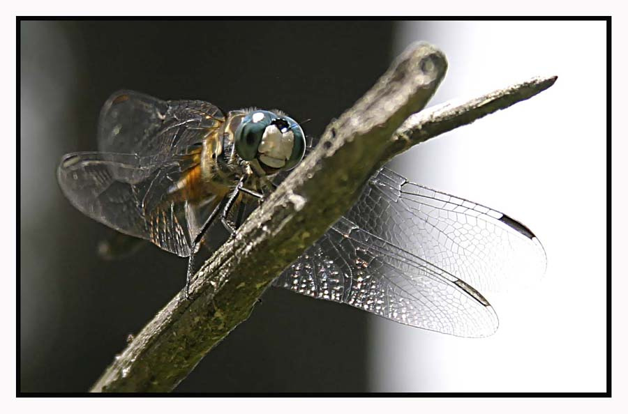 dragonfly 