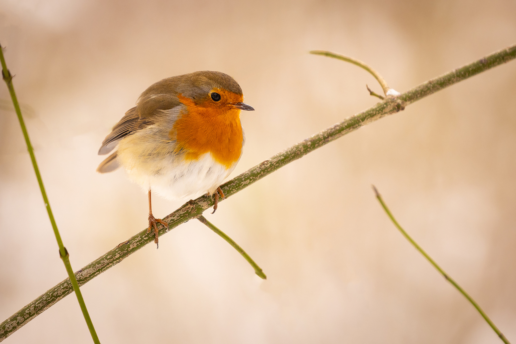 Robin 