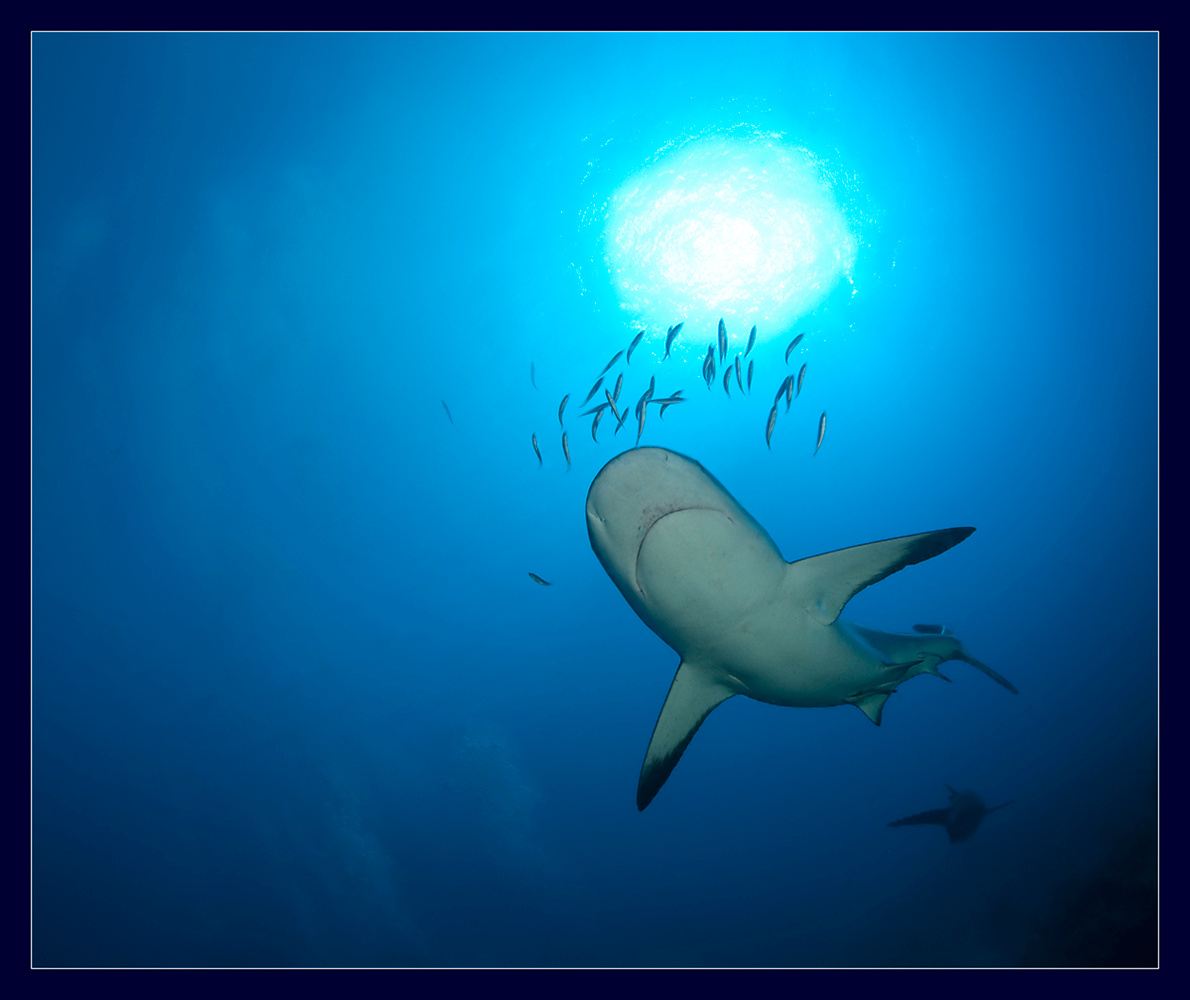 from depth Куба, акула, дайвинг
