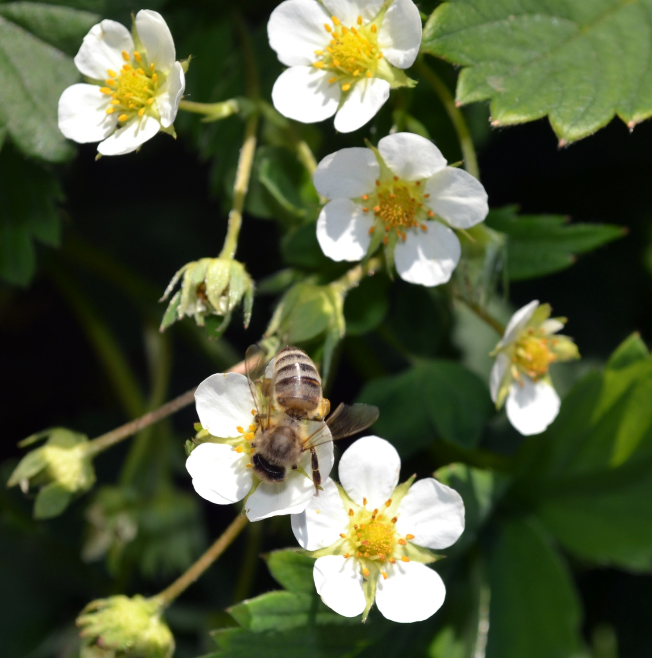 Bee 