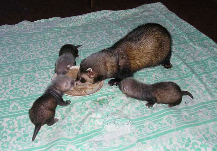 Опять мама объедает! хорёк