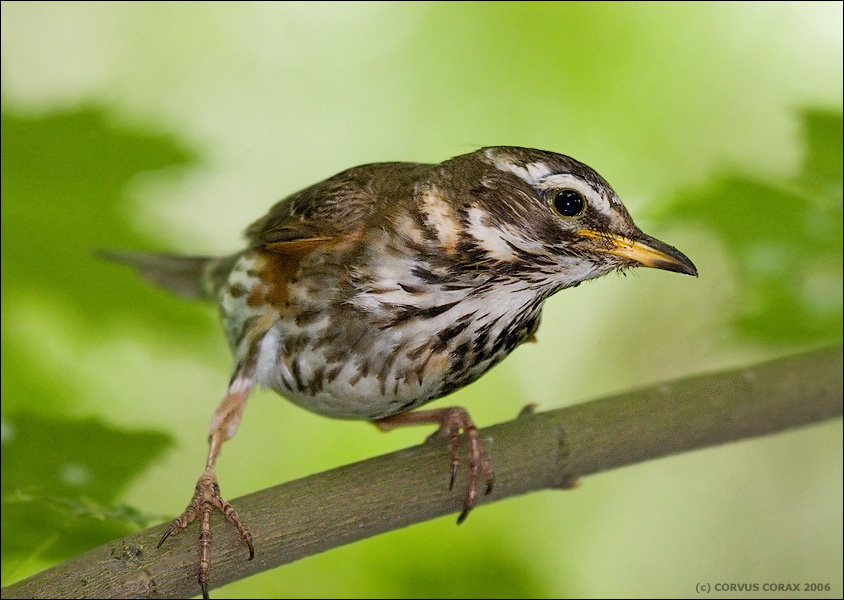 Две недели из жизни белобровиков. 2 -  Портрет папы дрозд белобровик Turdus iliacus
