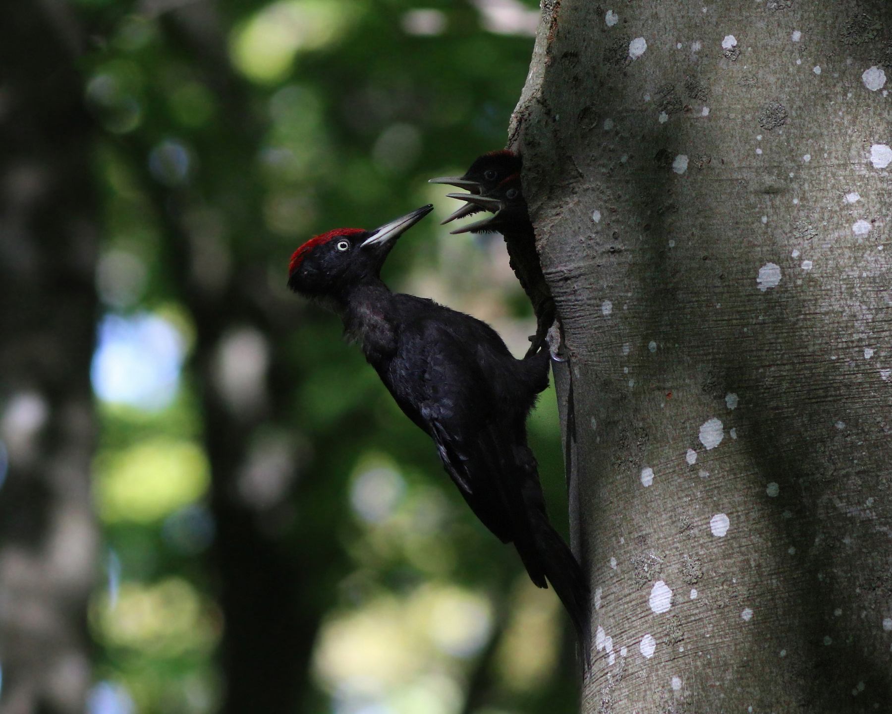 Голодные рты Желна Чёрный дятел Дятел Dryocopus martius Black woodpecker Woodpecker