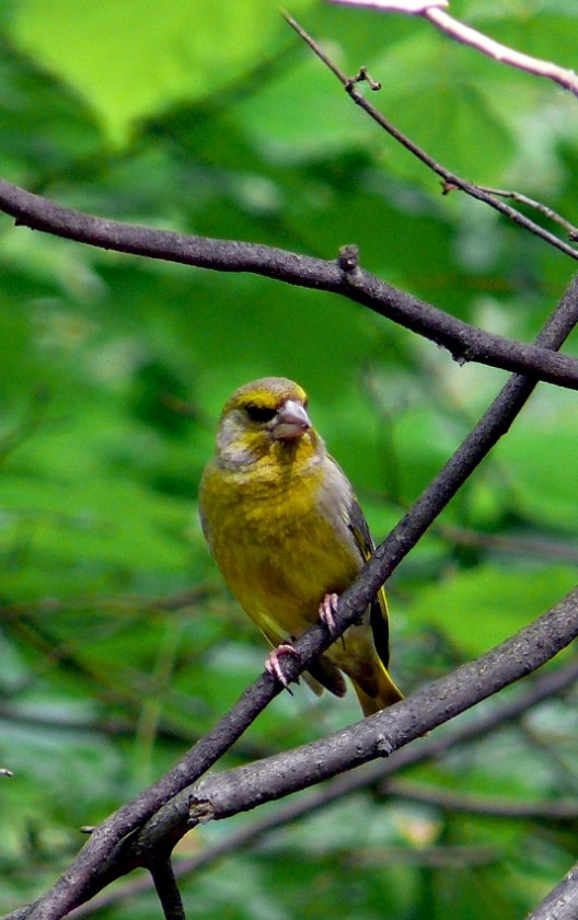 Серьезный птица