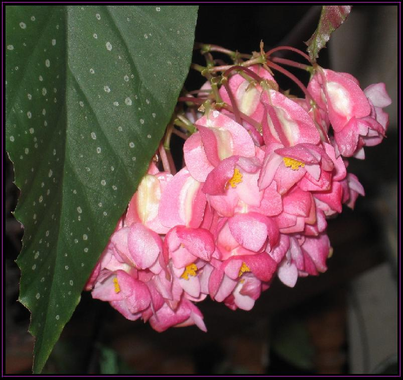 Begonia Begonia macro