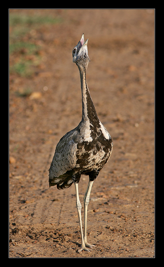 Black-bellied Bustard 