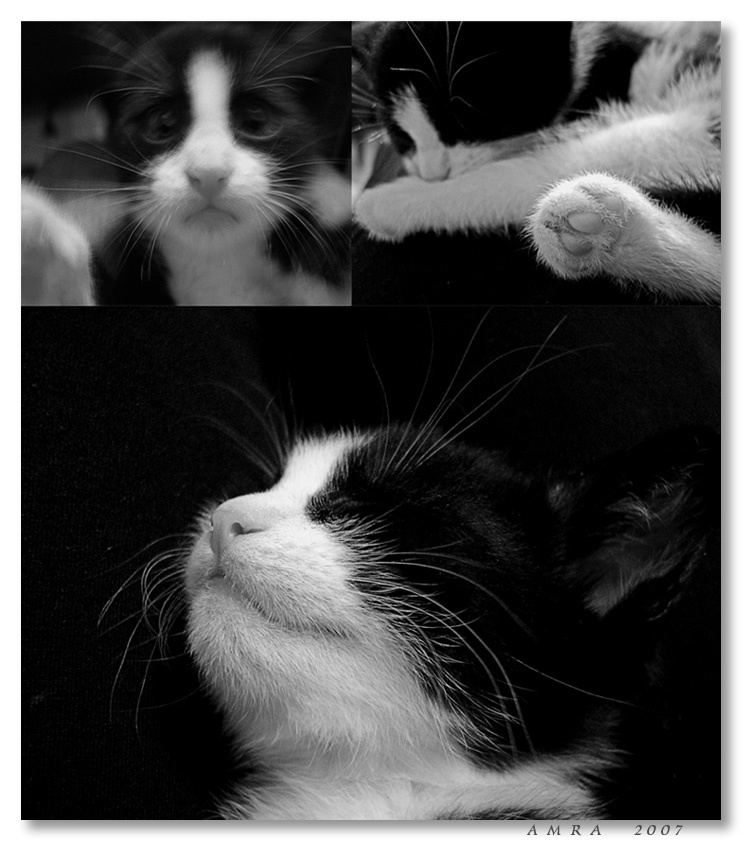Кошарик кот