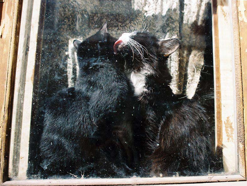 cats кошки