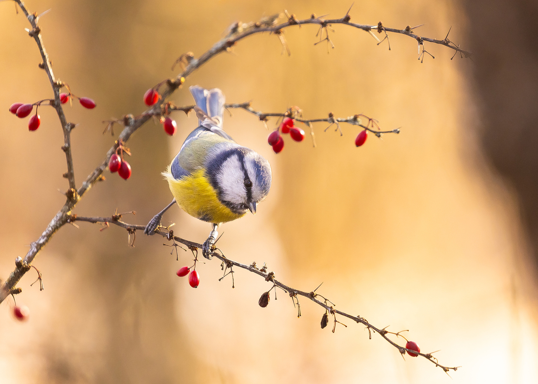Titmouse 