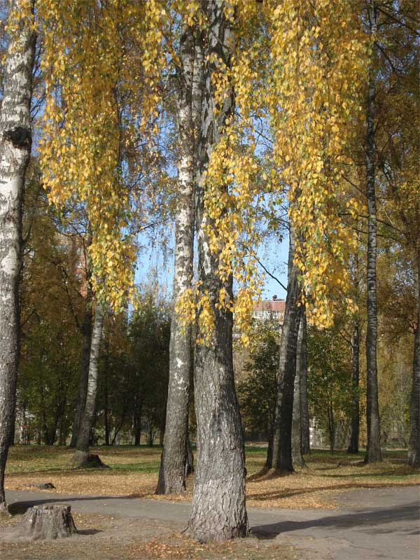 Бабье лето парк, осень, бабье лето, листва