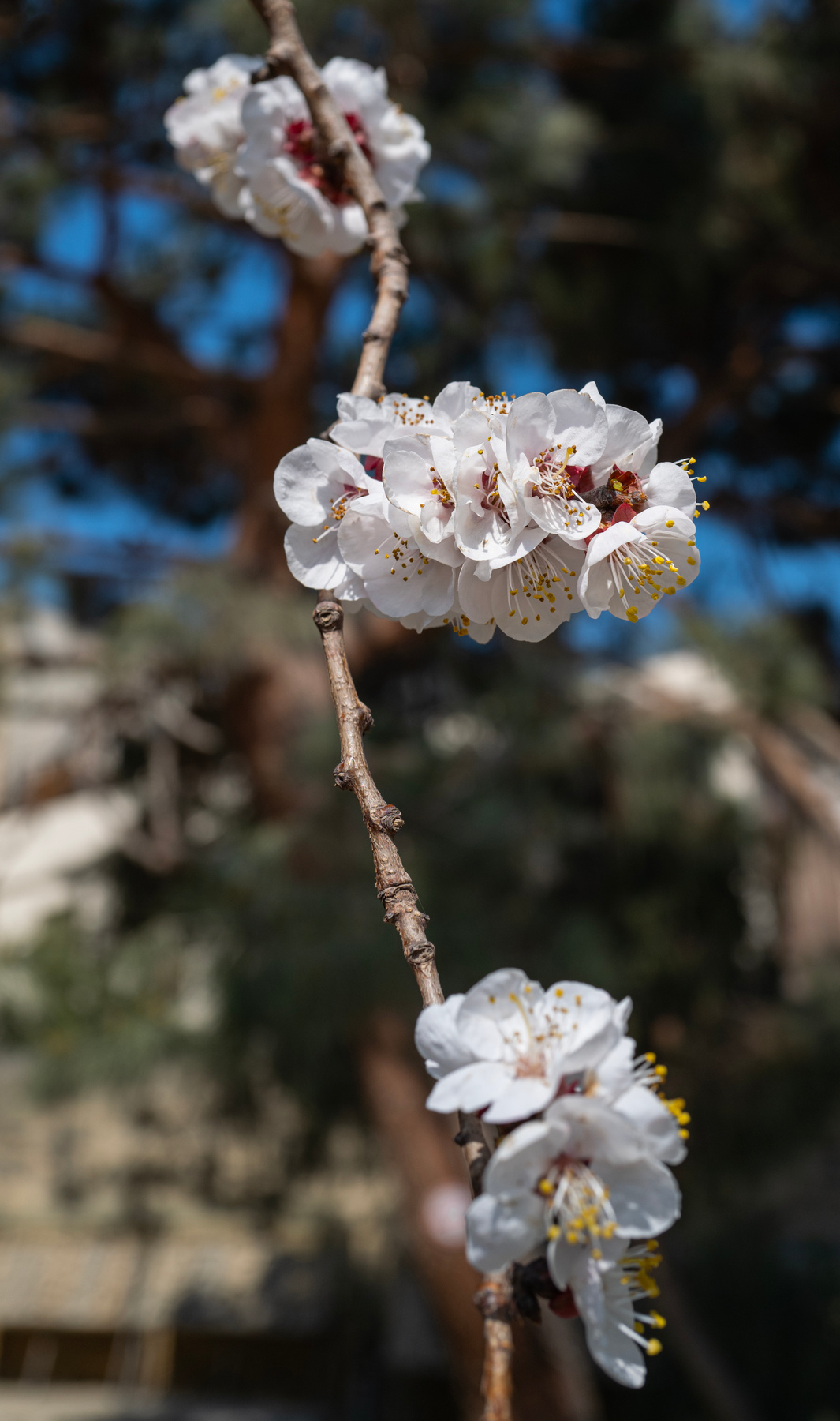 Cherry blossom 