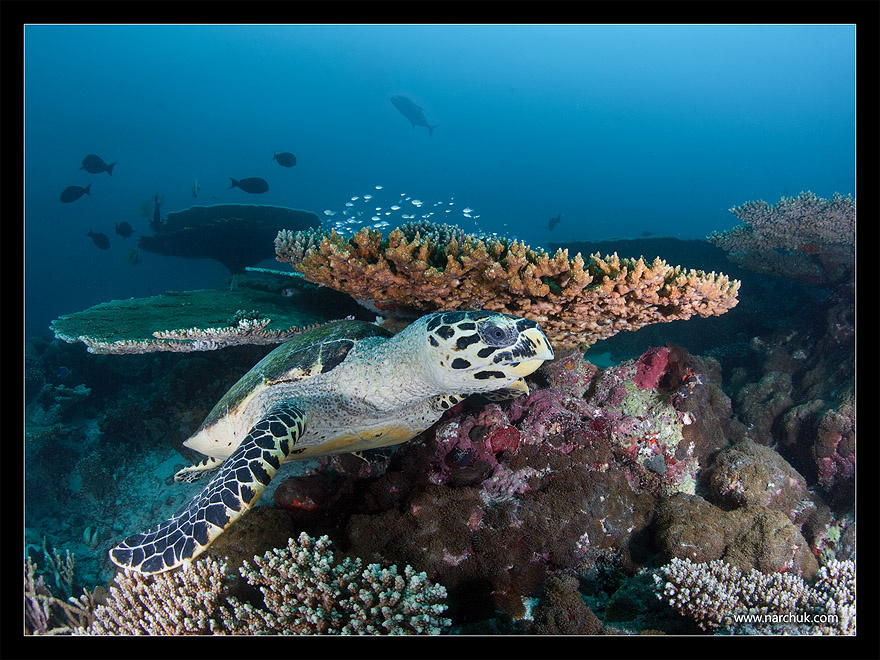 Reef life Coral,reef,life,turtle,blue,deep,dive,sea