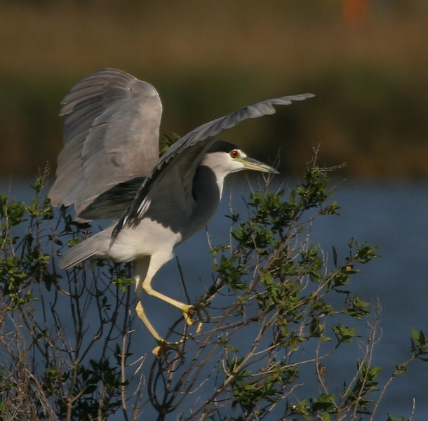 Кваква обыкновенная птица, кваква обыкновенная, black-crowned night heron, Texas