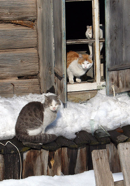 мартовские коты Жигалово, весна