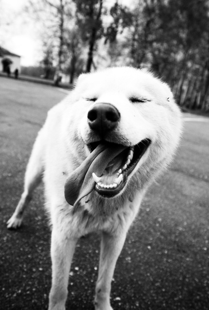 Пёс. 