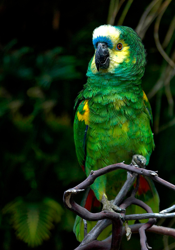 Синелобый амазон (Amazona aestiva) parrot