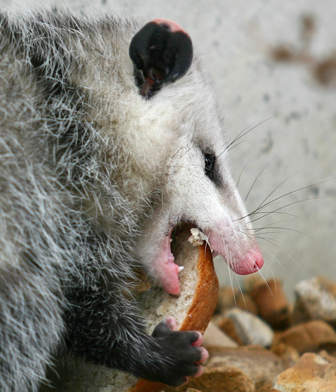Североамериканский опоссум опоссум поссум opossum possum
