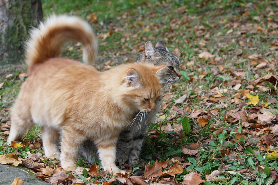 осенняя лирическая парк кот кошка муррр..