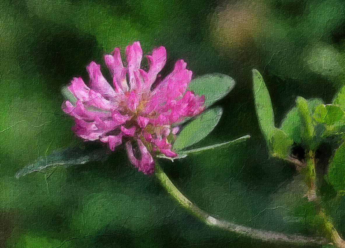 Trifólium 