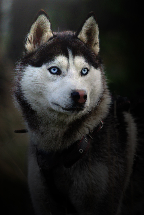 Huski Huski