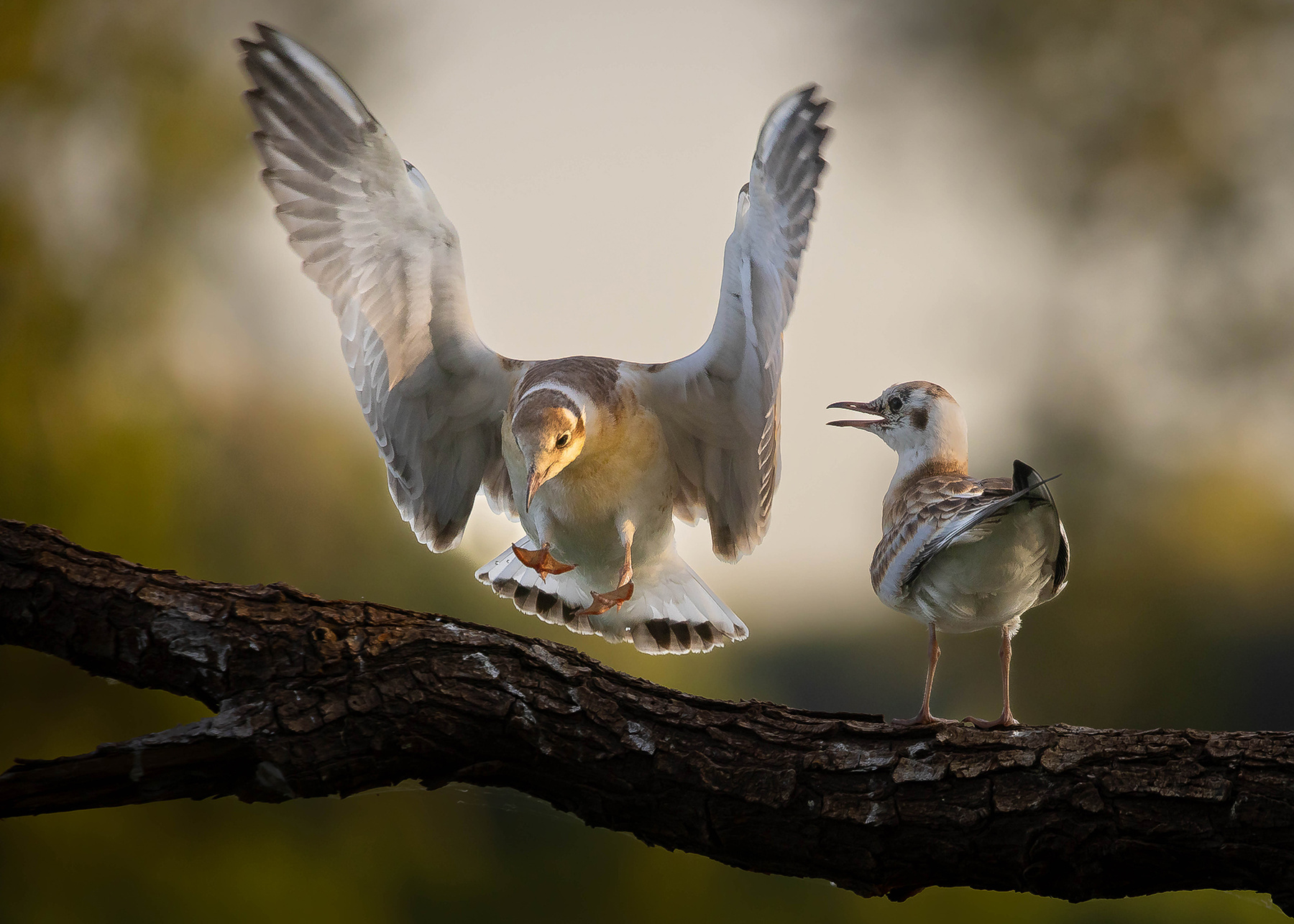 Gull 