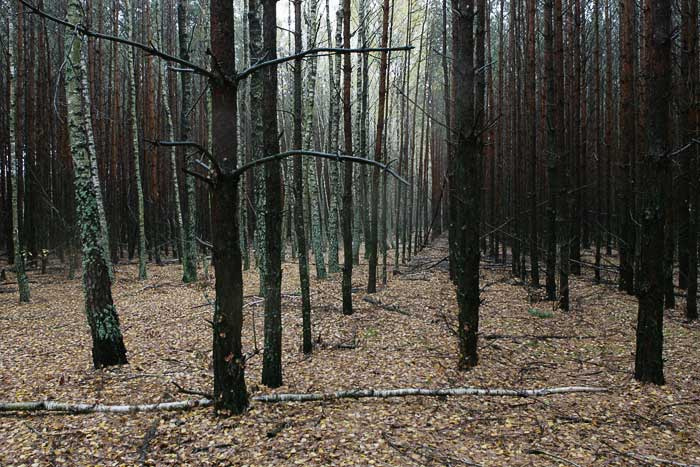ПроЛес. 