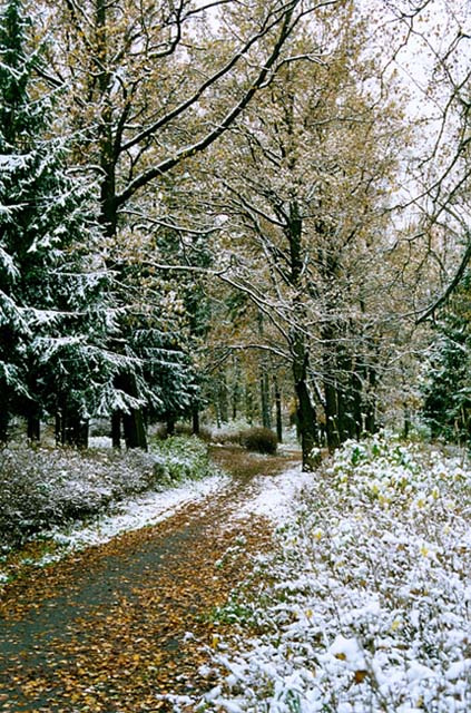 *** снег, осень, загорск