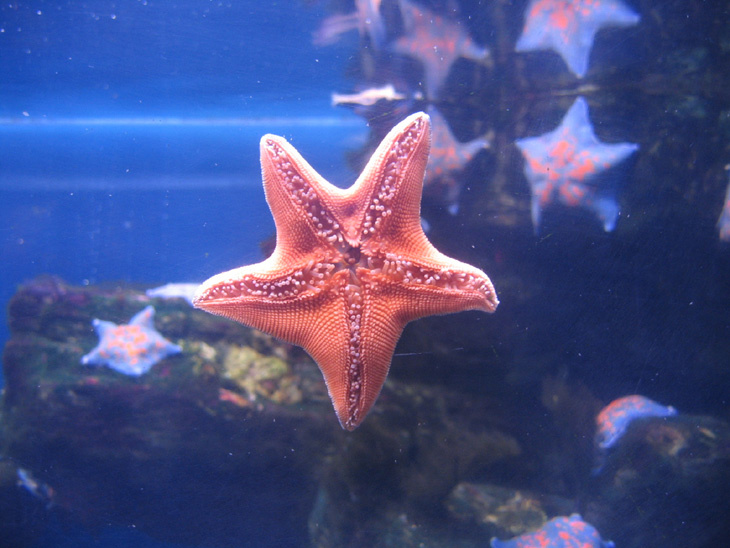 Super Star №2 много звезд в аквариуме