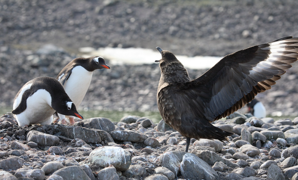 Confrontation Yanke bay skua