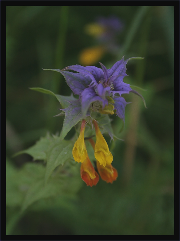 Чудо природы (Марьянник дубравный, \"Иван-да-Марья\",Melampyrum nemorosum). лесные цветы