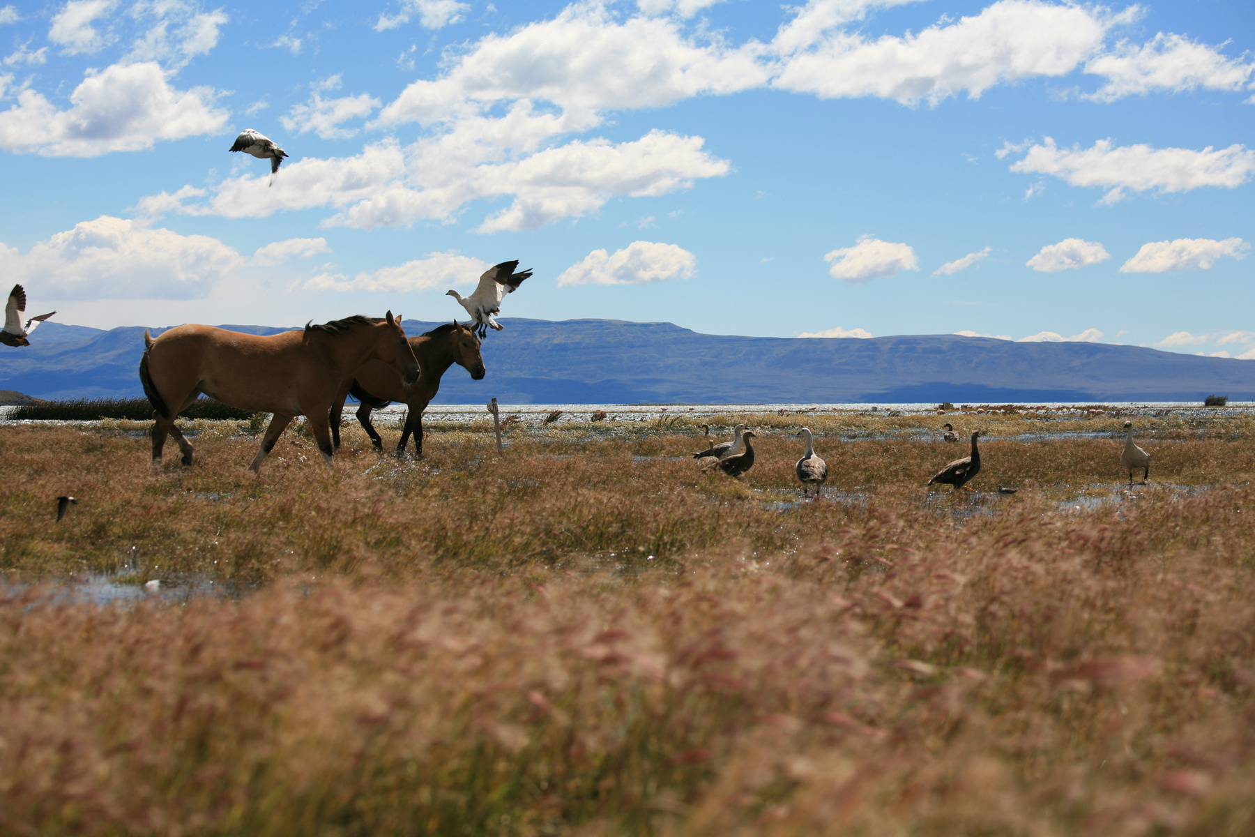 Patagonia. Argentina 