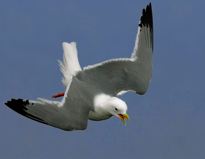 Пике Остров Св. Георгия, о-ва Прибылова – СЕРИЯ «Острова» – Red-legged Kittiwake, St. George Island, the Pribilofs, Bering Sea, Alaska