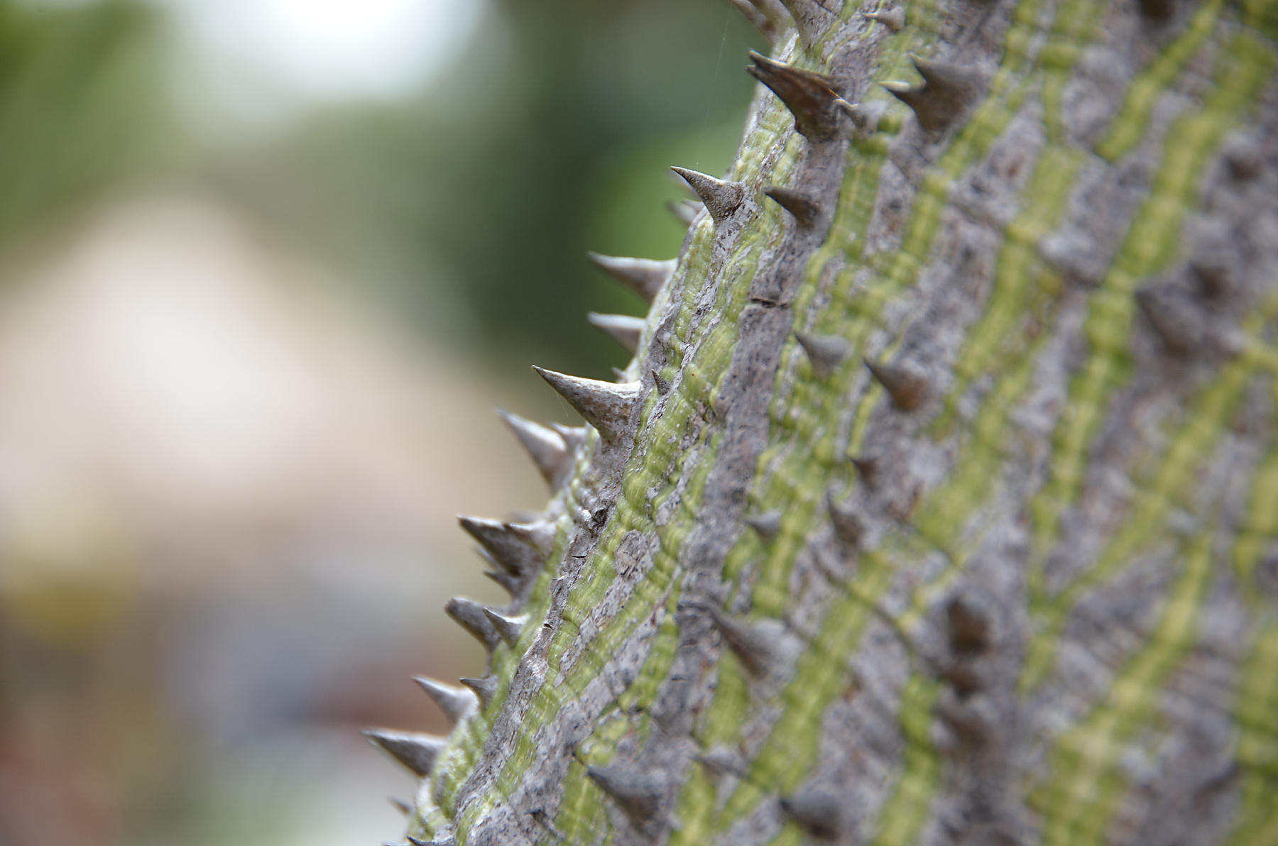 Thorns 