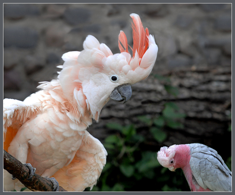 Повинную голову.... молуккский какаду Cacatua moluccensis розовый какаду гала Eolophus roseicapilla
