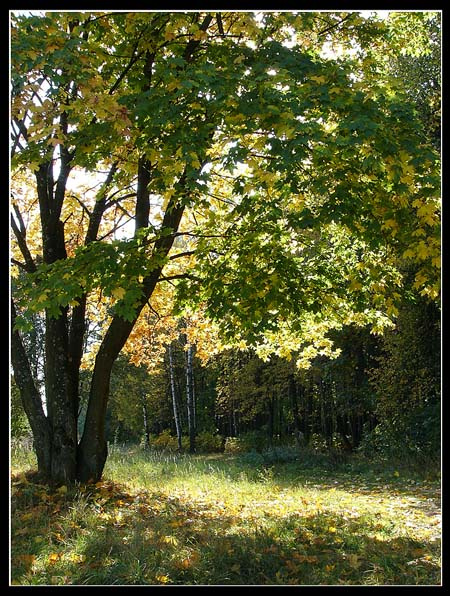 Красавец клен лес осень