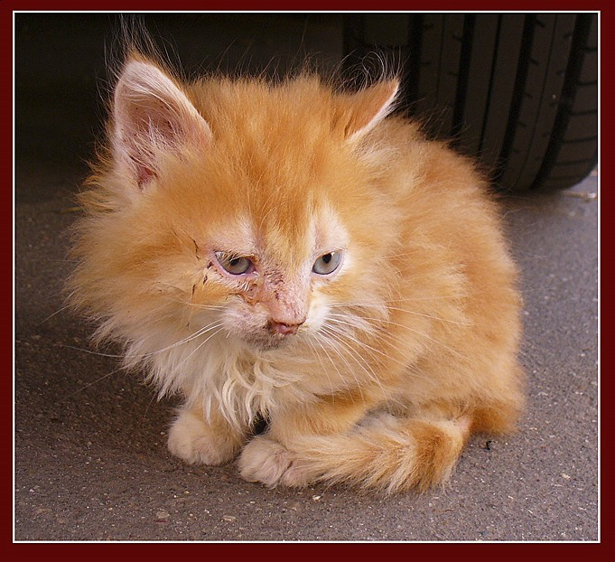 Я бездомный и больной ! котёнок бездомный