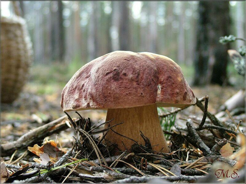  Белый гриб сосновый (boletus pinicola) природа лес сосновый бор  грибы белый боровик