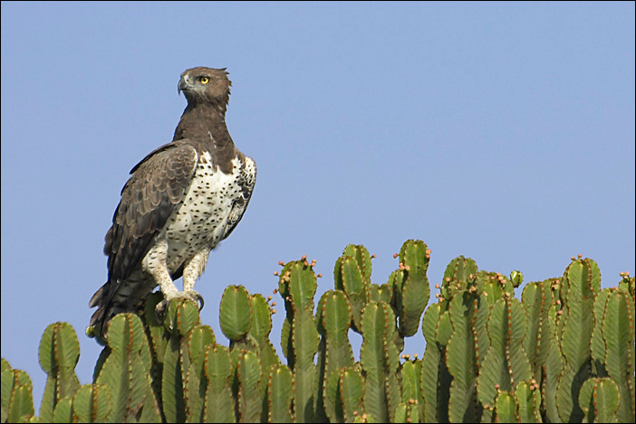 Martial Eagle eagle africa uganda