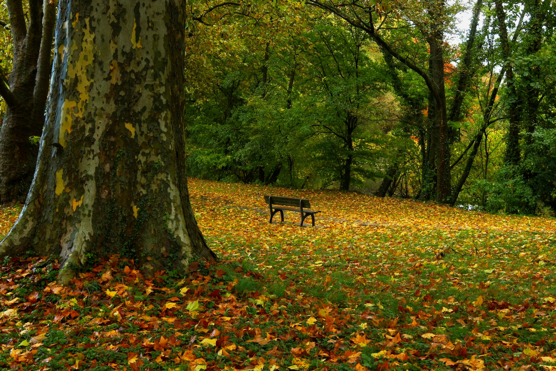Октябрьские мотивы осень скамейка парк
